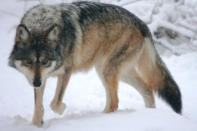 Mapping the Lobo’s Range | Wolf Conservation Center