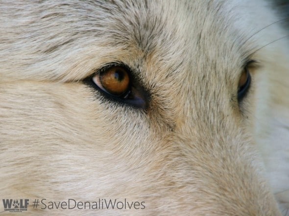 Stand up for Denali’s Wolves | Wolf Conservation Center