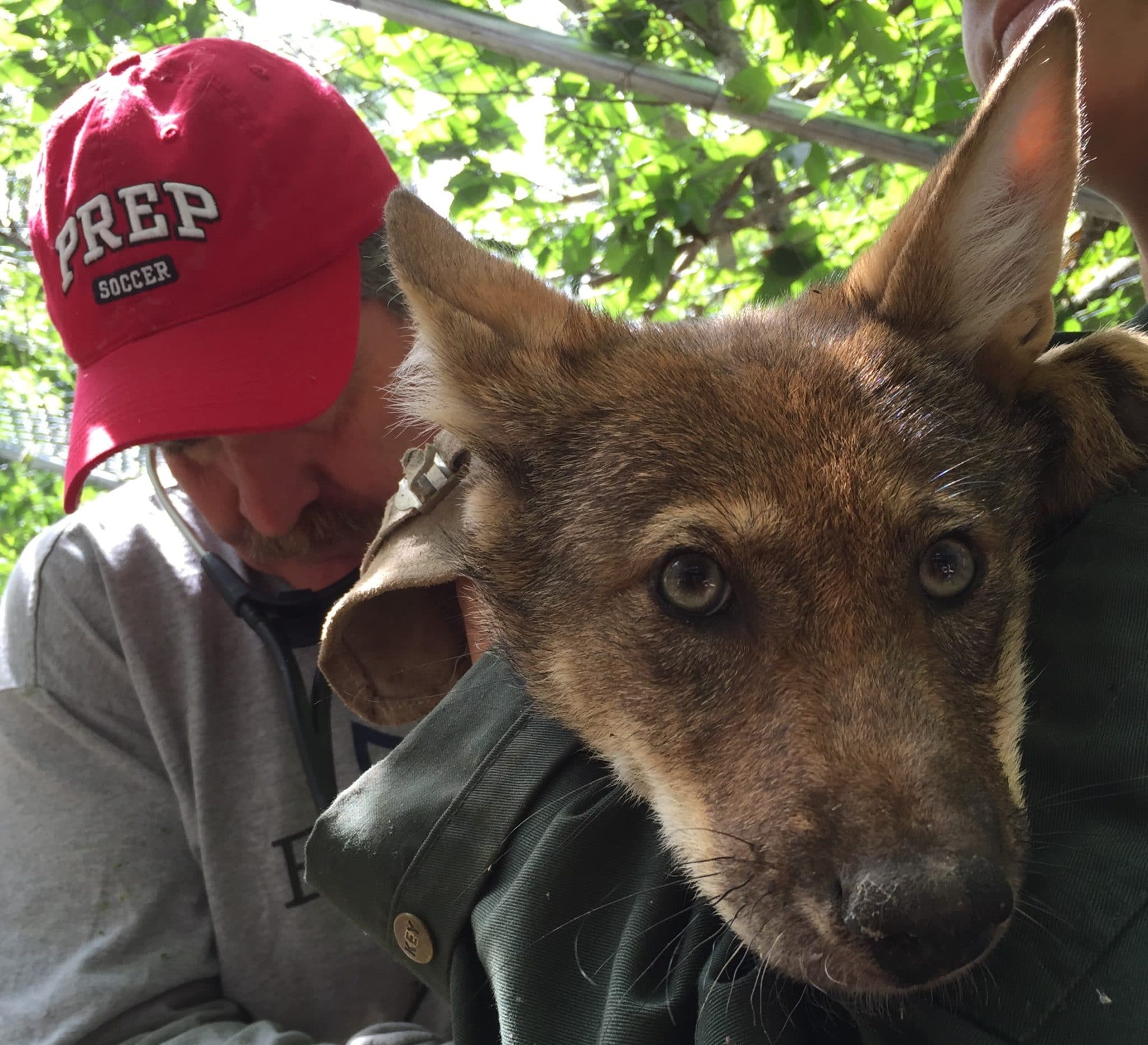 Red Wolf PupDate - Pups Get A Checkup | Wolf Conservation ...