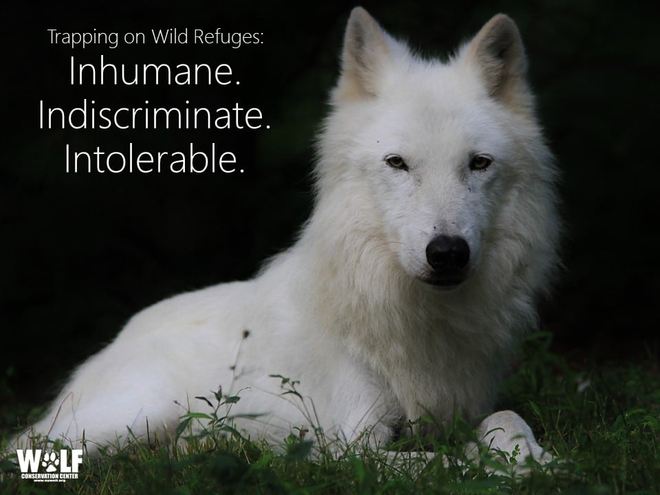 End Trapping Within The National Wildlife Refuge System Wolf