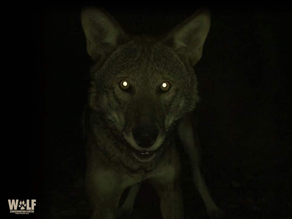 Why Do Wolves’ Eyes Glow In the Dark? | Wolf Conservation Center