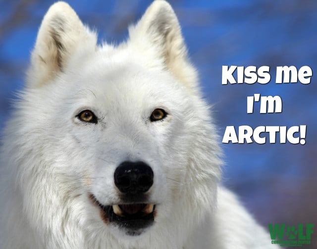 Kiss_me_arctic