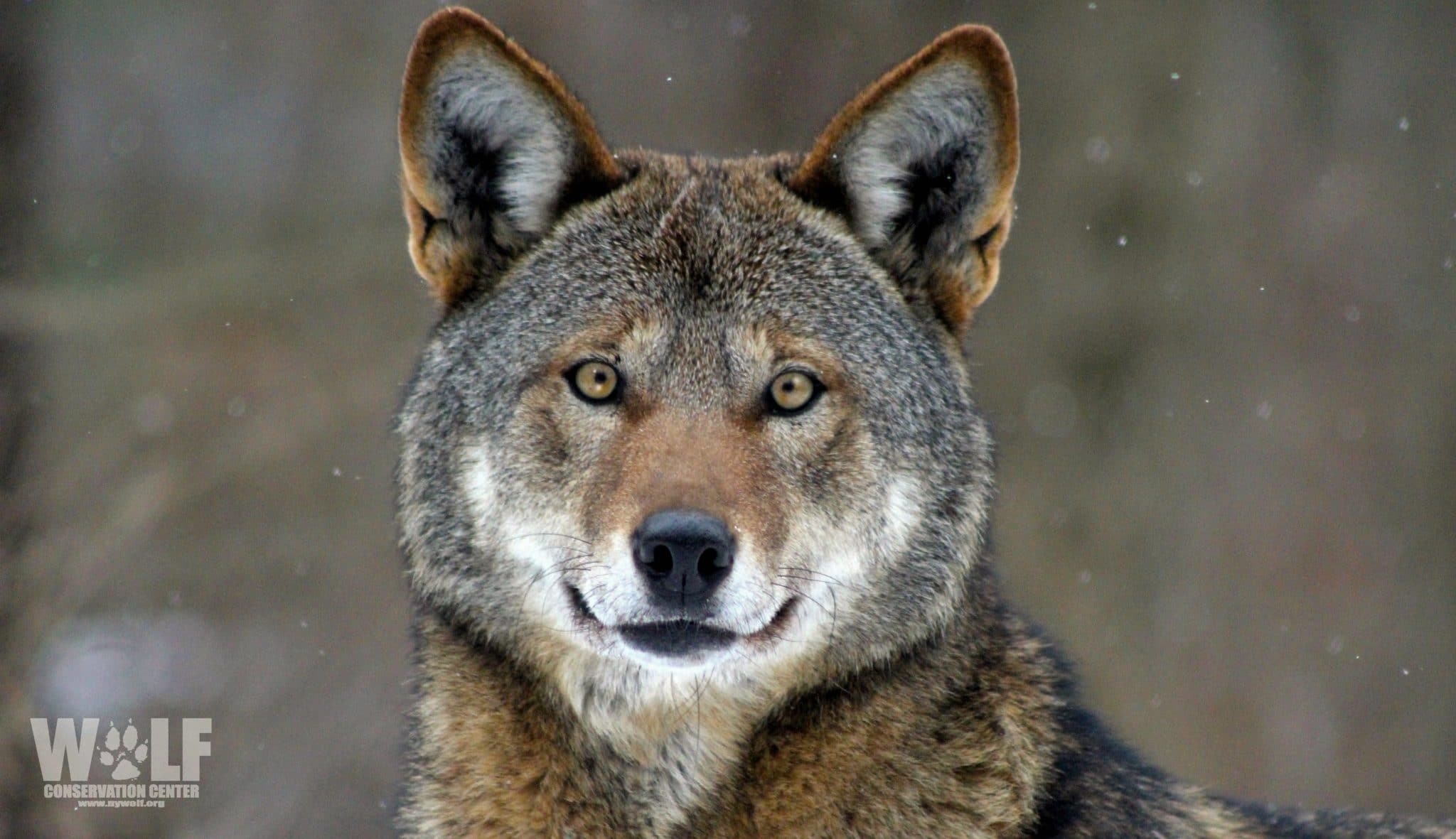 Critically Endangered Red Wolves Make Valuable Contribution To Genetic