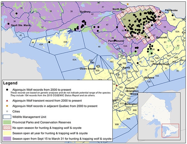 Distribution of recent Algonquin Wolf records in Ontario. (Source:  Ontario Ministry of Natural Resources and Forestry)