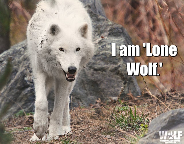 Lone_wolf_logo_2