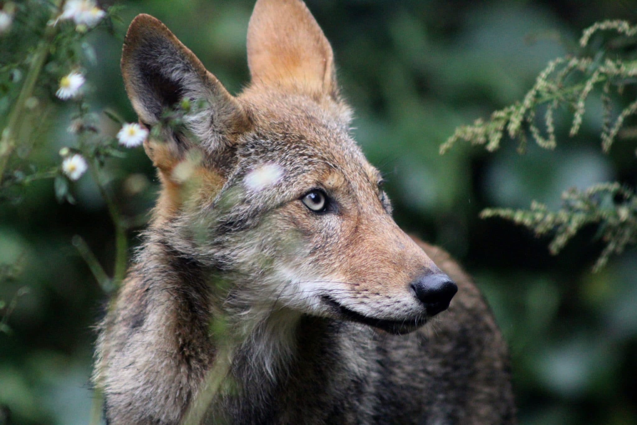 USFWS Sets Dangerous Precedent Affecting Future of Red Wolf Recovery ...