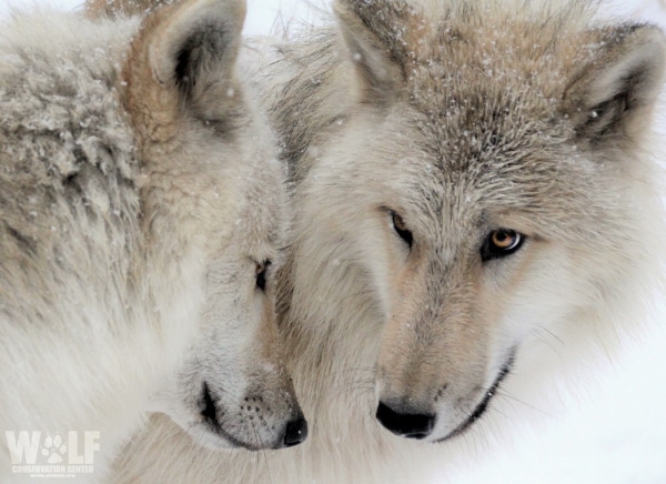 Oppose Alaska’s Unethical and Biologically Unsound Wolf Killing Plan ...