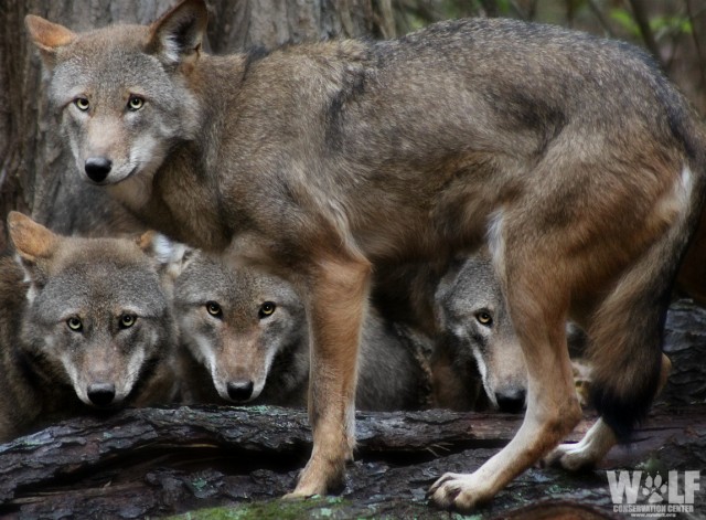 vena Emulación centavo Study Finds Red Wolves Have Lost 99% of Natural Range | Wolf Conservation  Center