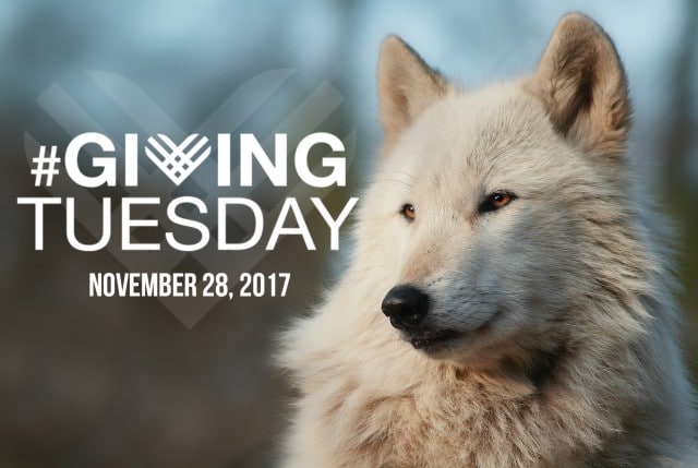 Giving_Tuesday_2017