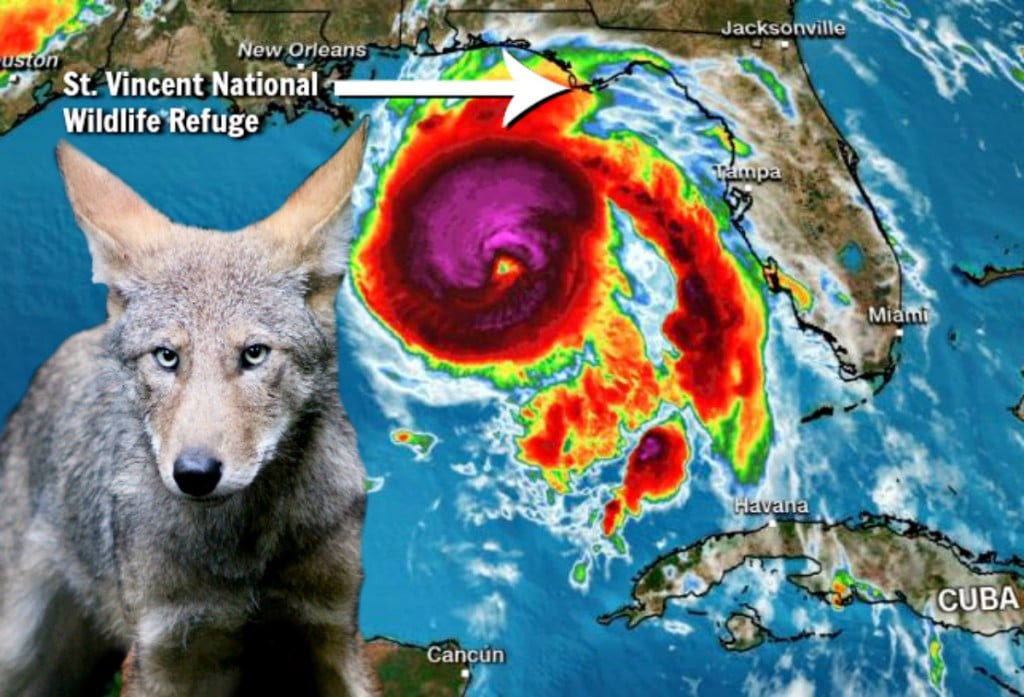 hurricane-michael-Red_wolf