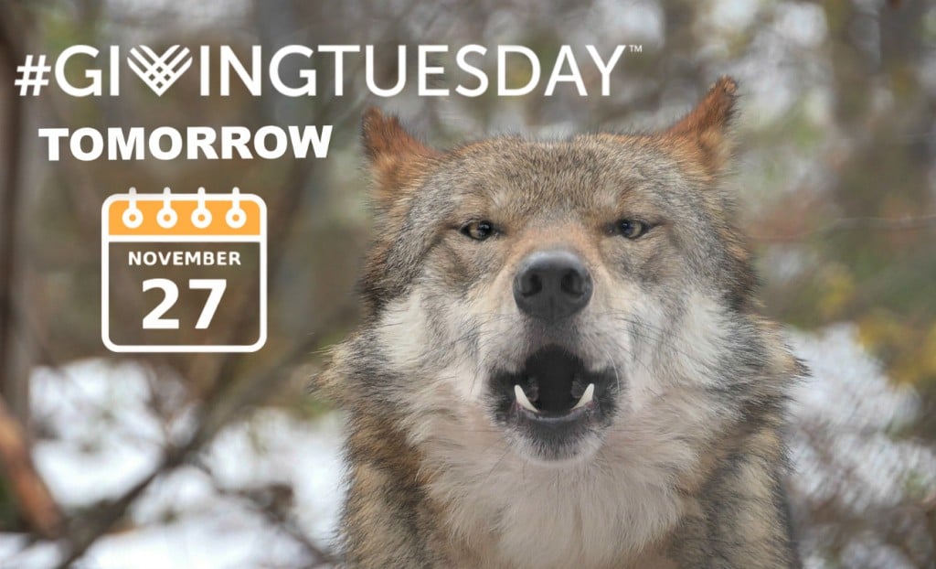 giving_tuesday_email_2018