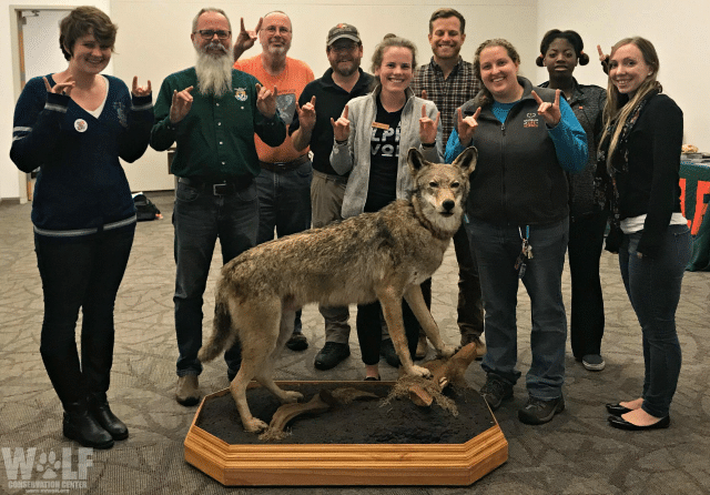 Celebrating Wolf Week With North Carolina State University | Wolf