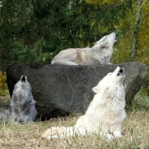 Trio Howl