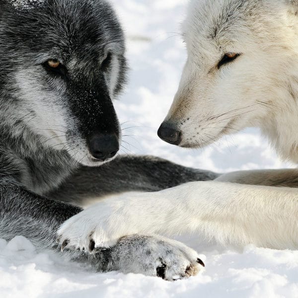 Visitor Information | Wolf Conservation Center
