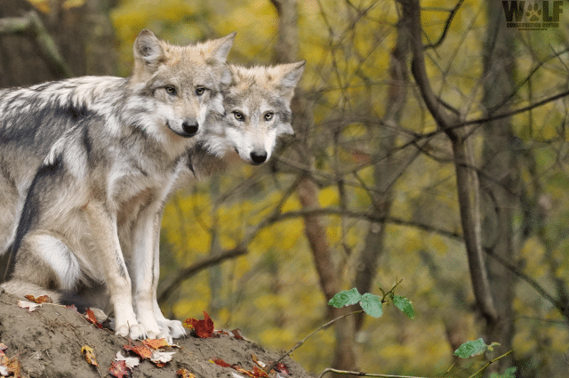 Two Lobos Edit Fall Logo Sm Blank Blog