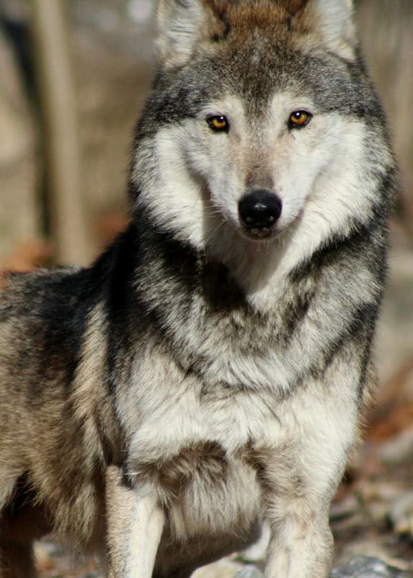 M1133 Lobo Stare Edit Sm Web