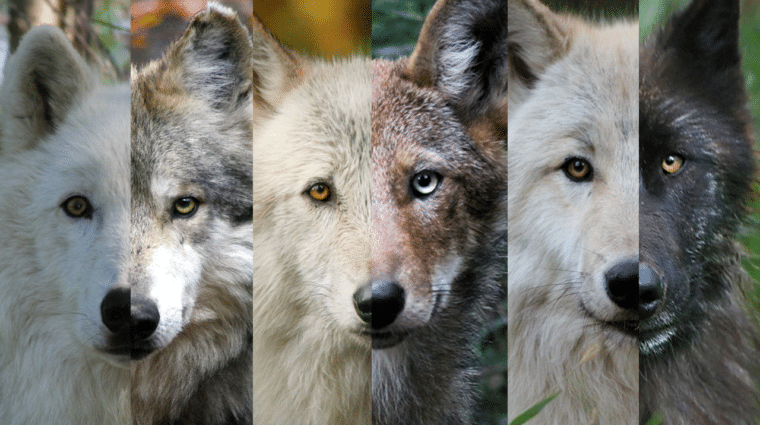 WOLF THERIANS MEET REAL WOLVES  Wolf Conservation Association