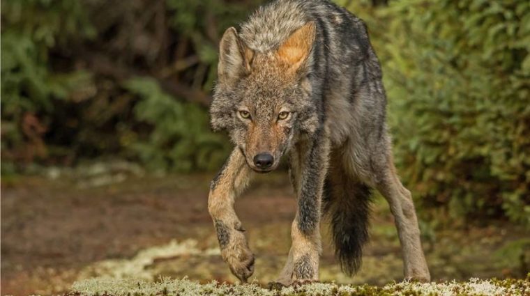 Eastern Wolf Dunsford