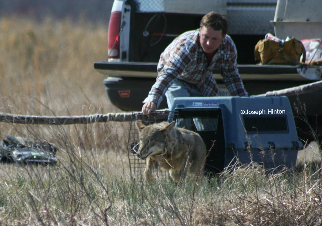 Hinton Red Wolf Release Credit