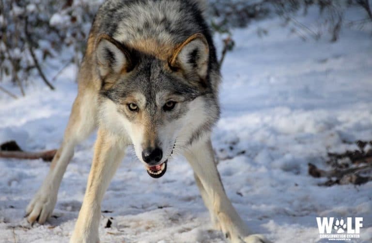 Mexican Gray Wolf | Wolf Conservation Center