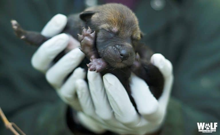 Red Wolf | Wolf Conservation Center