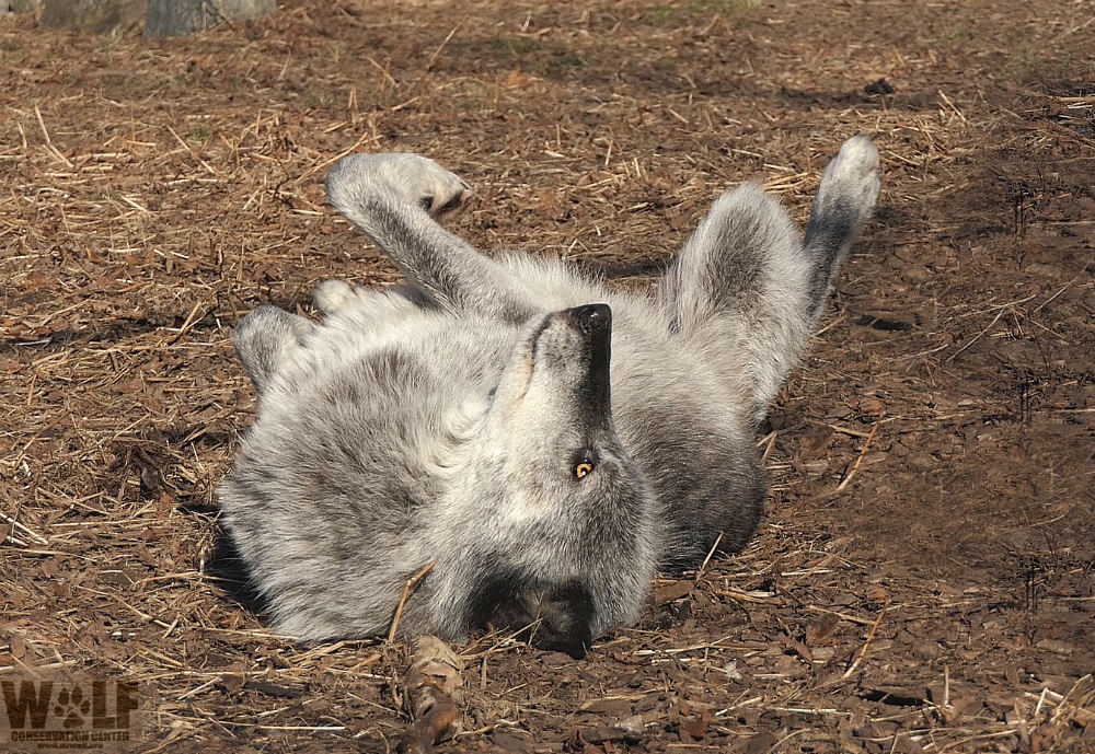 wolf lying down