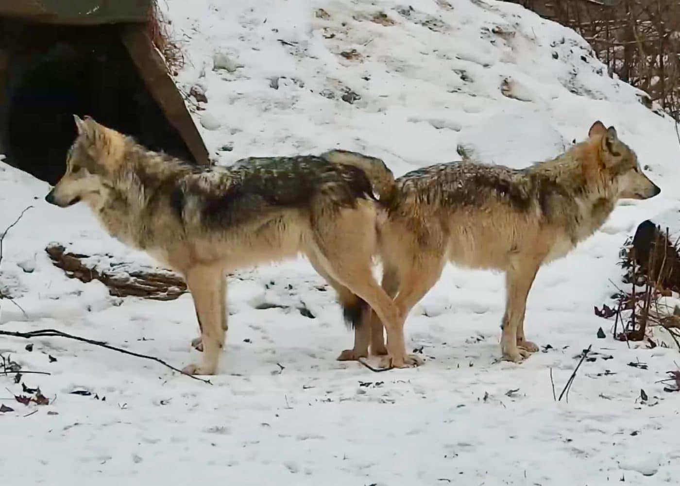 Critically Endangered Mexican Gray Wolves Engage in Copulatory Tie | Wolf  Conservation Center