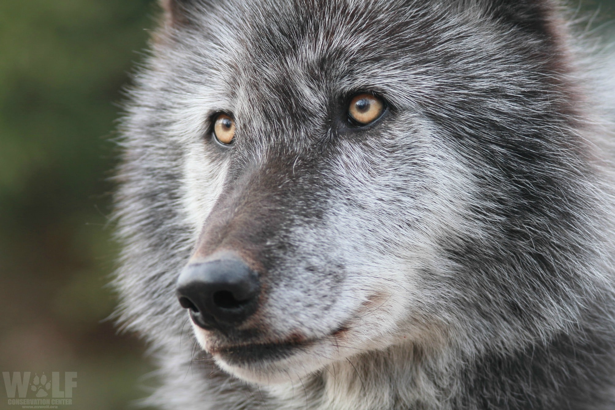 Ambassador Wolves – Wolf Conservation Center