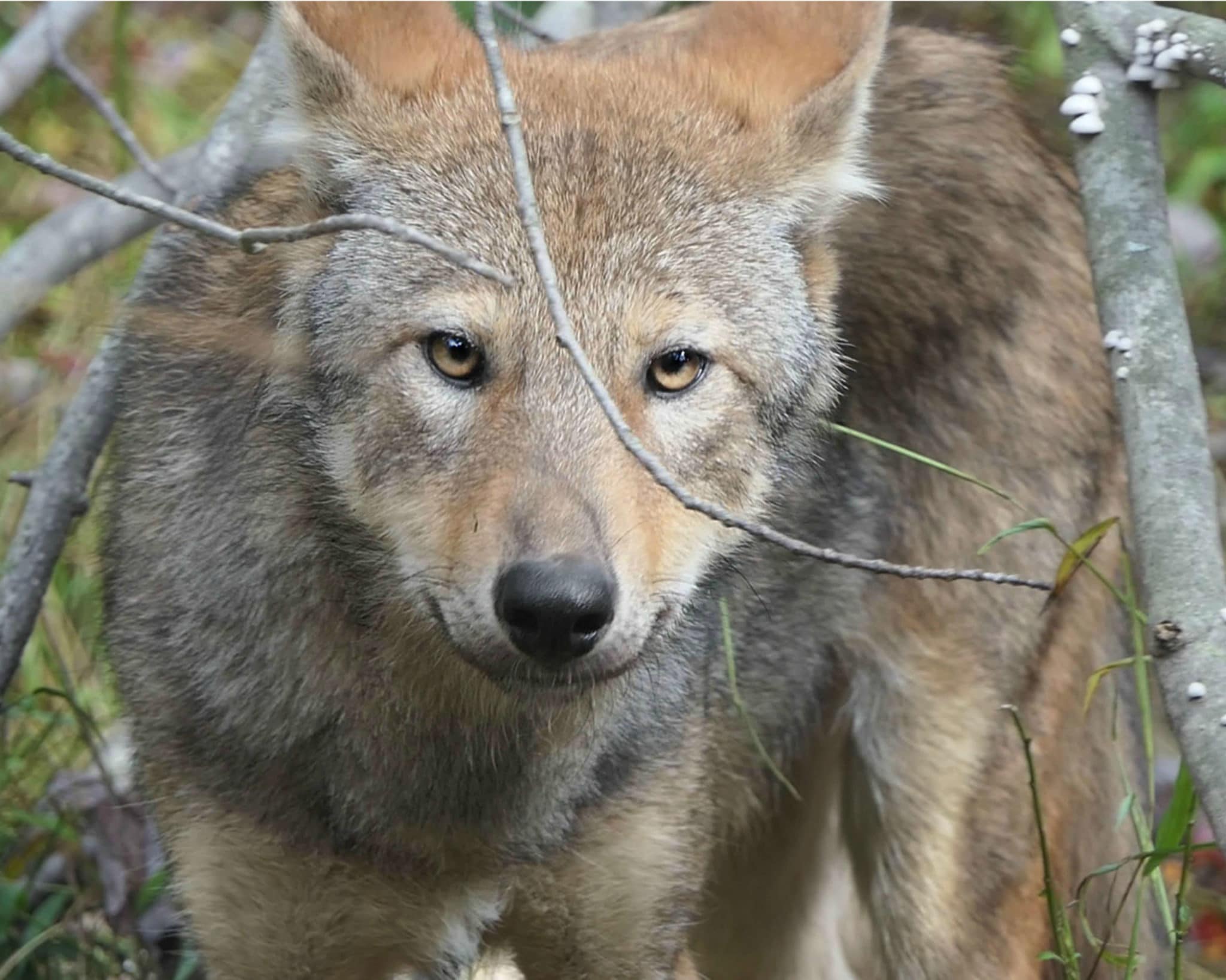Red Wolves Rediscovered: A Discussion About Red Wolf Ancestry Along the  Gulf Coast | Wolf Conservation Center