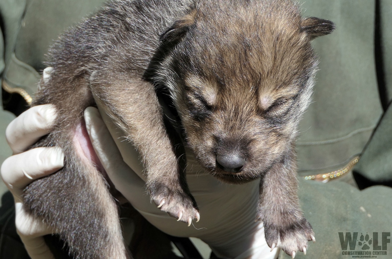 newborn wolf