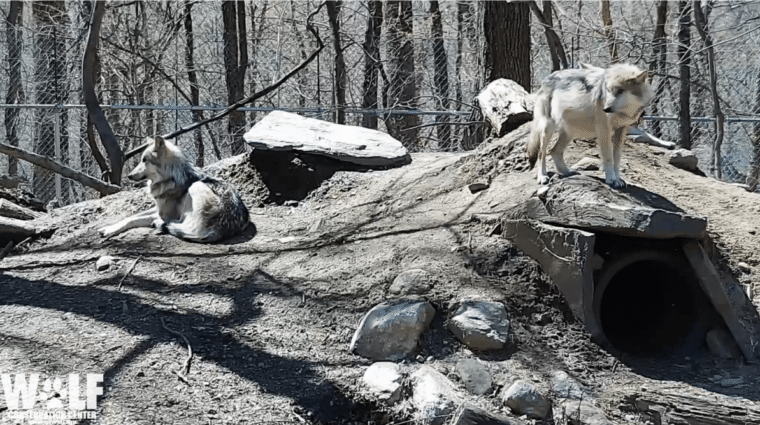 Prepping for Endangered Mexican Gray Wolf Pups?