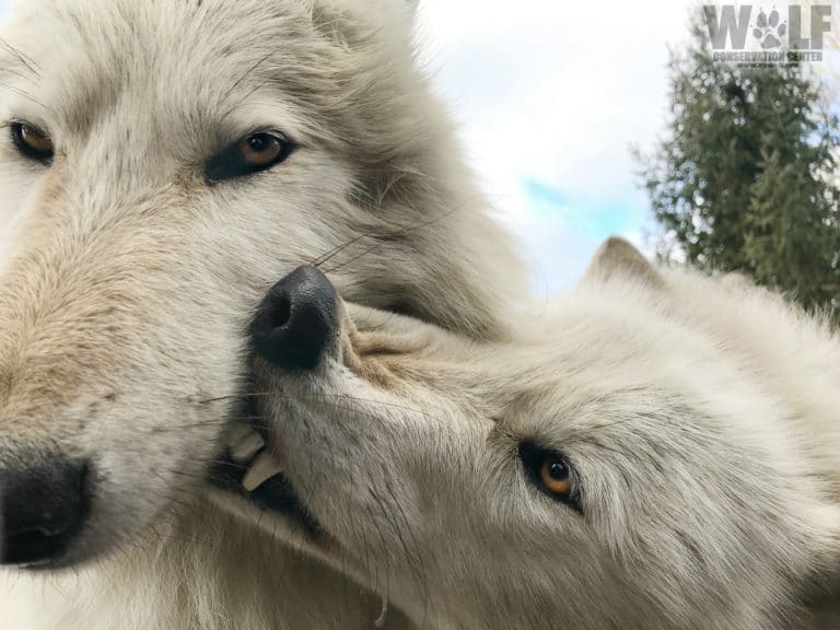 For Wolves, Grooming Helps Strengthen Family Bonds Wolf Conservation