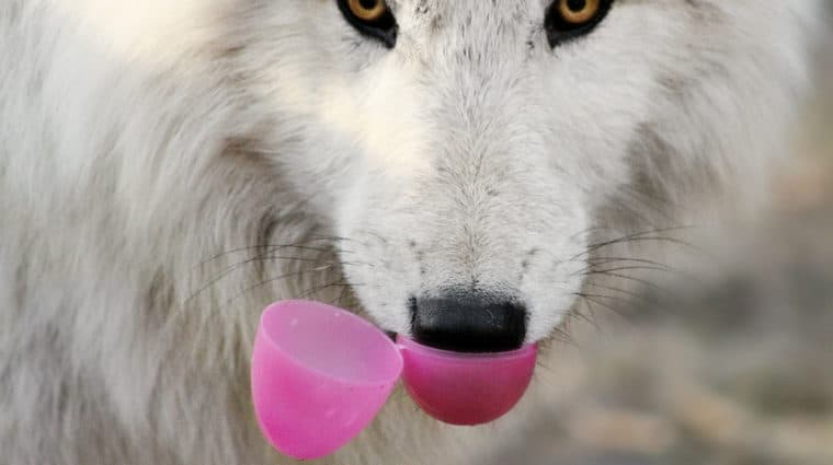 Move Over Easter Bunny