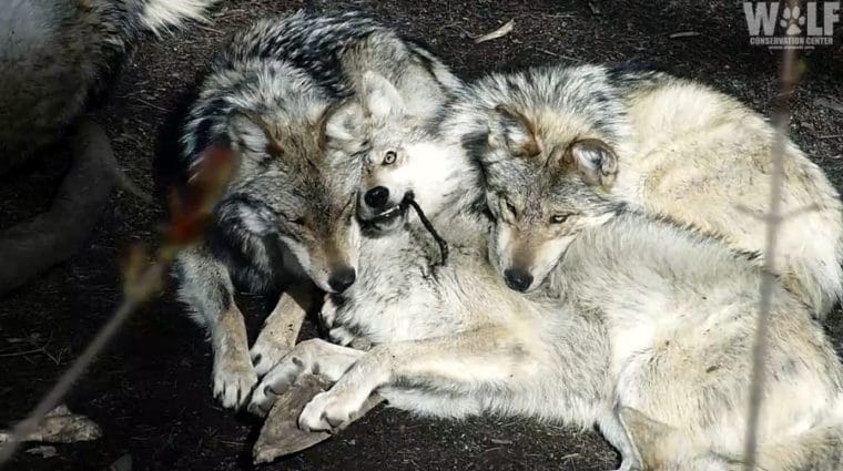 Caught in the Act! Endangered Wolf Pups Kill Webcam
