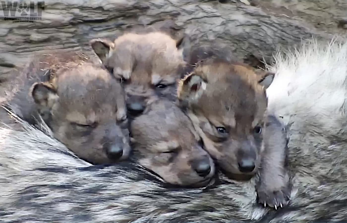 Endangered Wolf Pups Snuggle On Big Sister S Back Wolf Conservation Center