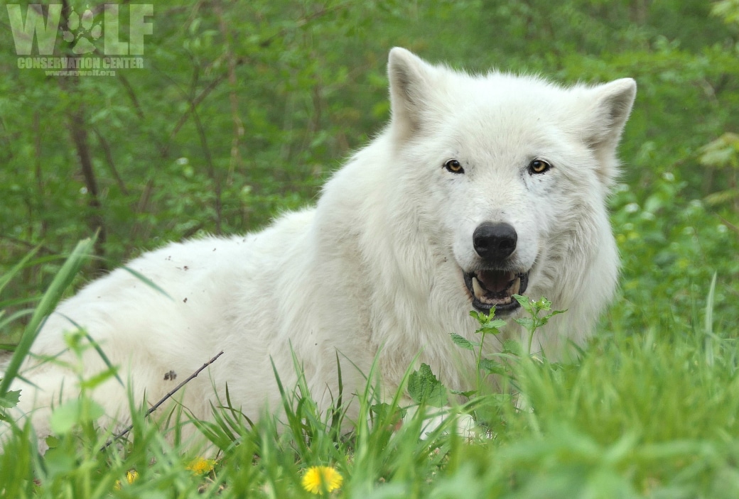 Wolf Conservation Center - Share your love for wolves with a symbolic  adoption of one of the 32 wolves that call the Wolf Conservation Center  home! Learn more ➡️  Mexican gray