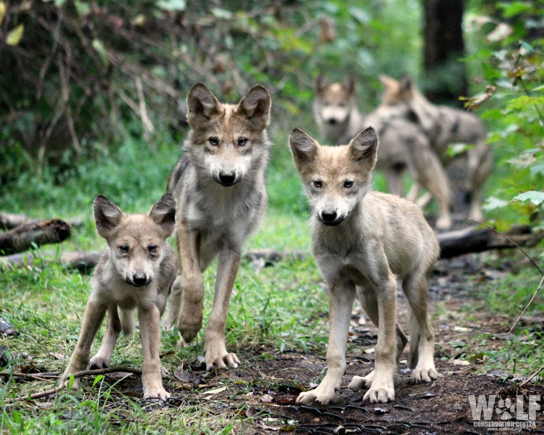 Incredible Moment A Wolf Family Strike A Pose For The Camera - Kingdoms TV