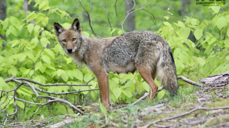 End Cruel Wildlife – Killing Contests in New York!