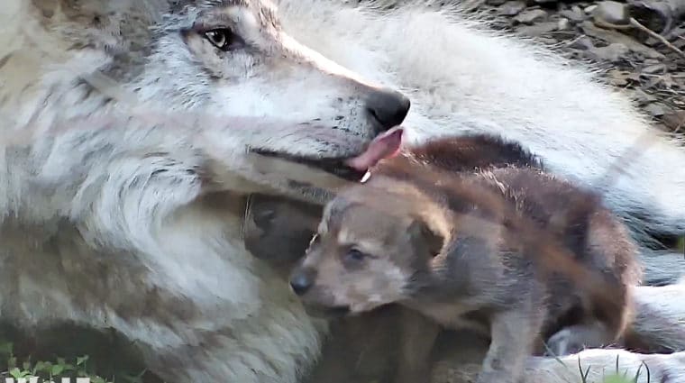 PUPDATE: Mexican Wolf Pups’ First Meaty Mouthfuls