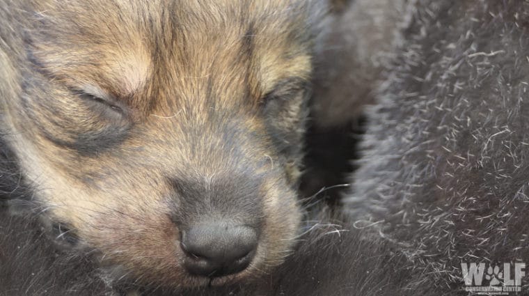 Mother’s Day Surprise – Rare Mexican Gray Wolf Pups Born at the Wolf Conservation Center