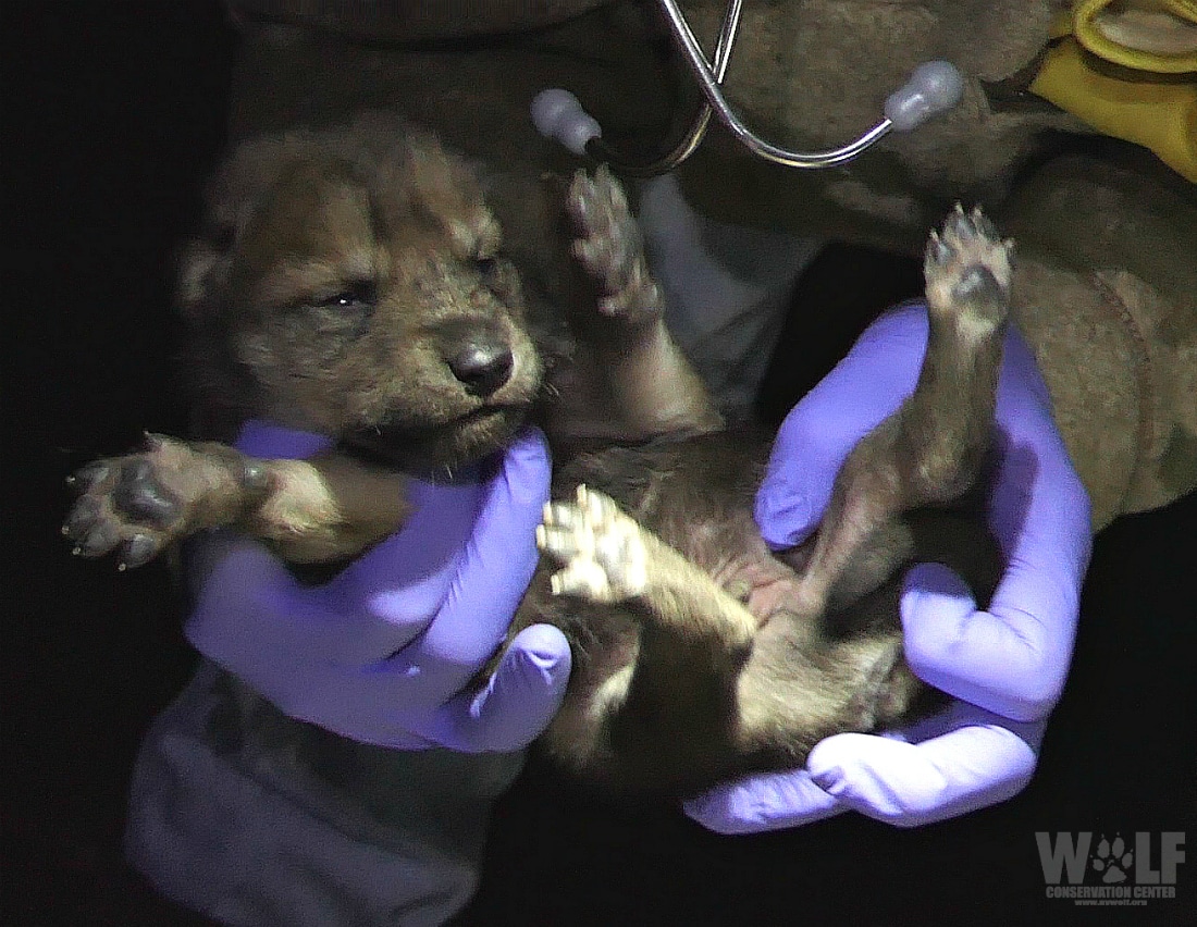 Mexican Gray Wolf Pup Born At Wolf Conservation Center Released To The Wild Wolf Conservation Center