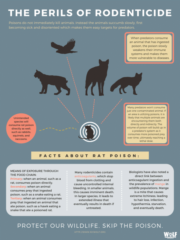 The Perils of Rodenticide | Wolf Conservation Center