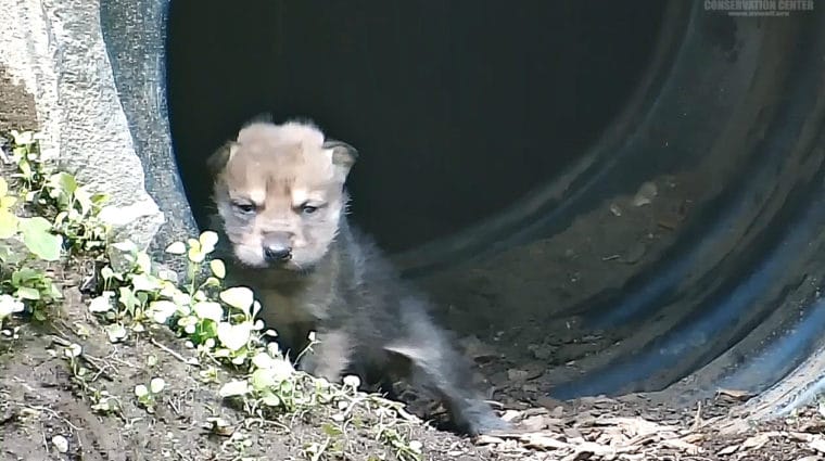 PUPDATE: Two-week-old Mexican Wolf Pups Grow Bolder