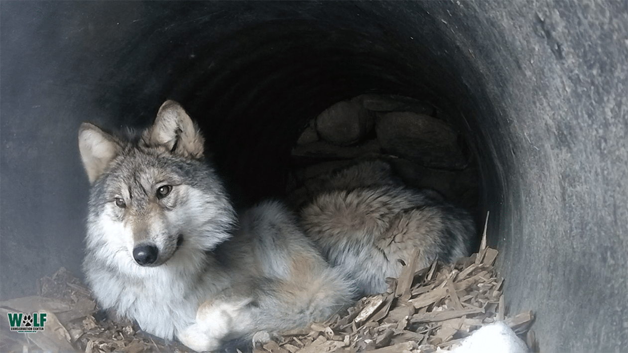 Home Is Where The Den Is Wolf Conservation Center