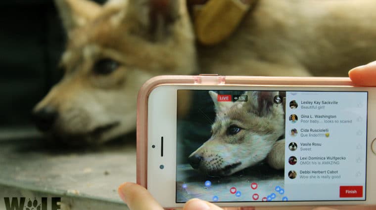 Global Audience Joins Health Check for Endangered Wolf Pups Via Facebook Live Video