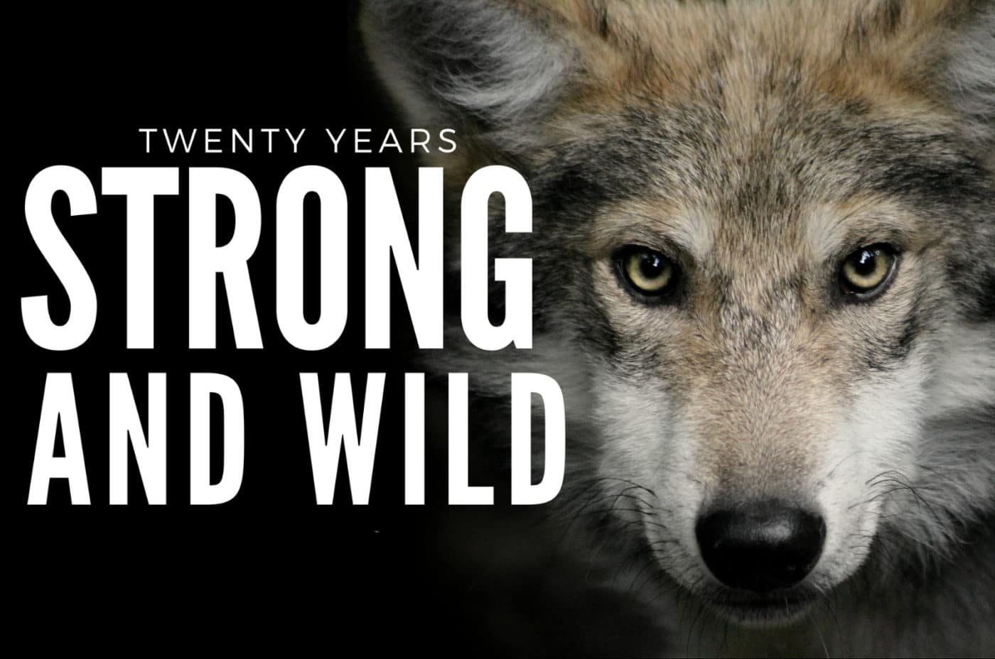 Celebrating 20 Years | Wolf Conservation Center