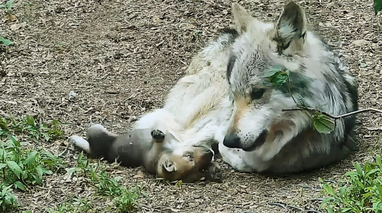 Wolf Dad Grows Grumpy Around Relentless and Adorable Pups
