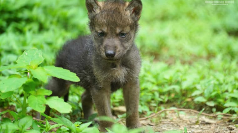 Pupdate: Mexican Gray Wolf Pups Turn Two Months Old