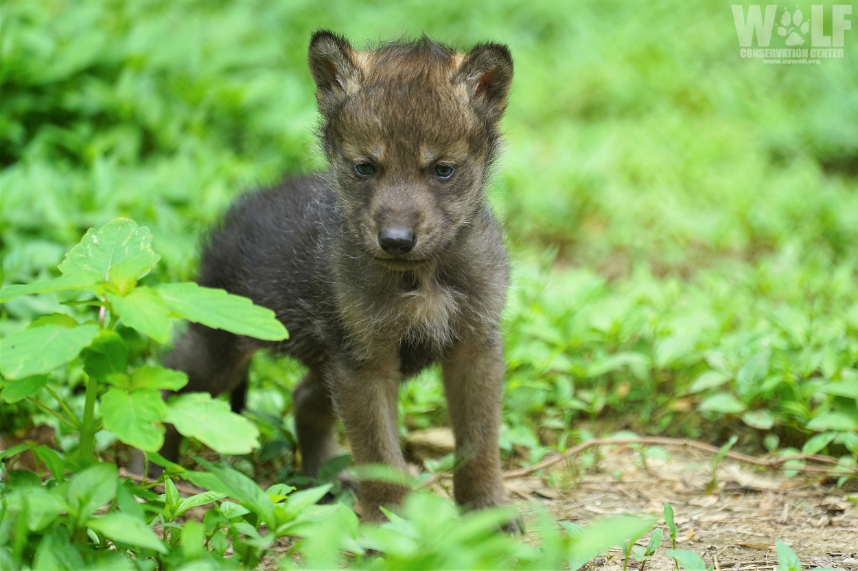 Grey Wolf Puppies