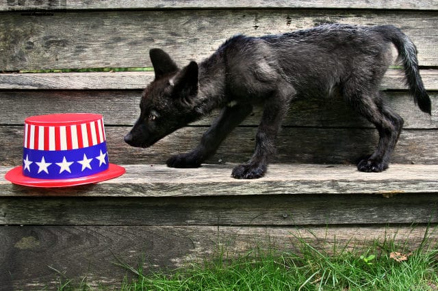 Please Be Mindful of Wildlife on Independence Day